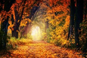 fall, avenue, path